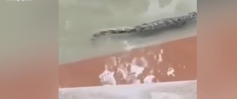 Hơn 70 con cá sấu sổng chuồng bơi  tung tăng trong sân nhà 